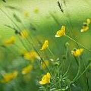Close Up Image Of Vibrant Buttercups In Wildflower Meadow Landscape Digital Painting #3 Art Print
