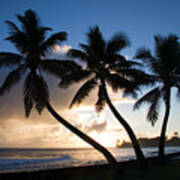 Coconut Trees At Sunrise, Oahu, Hawaii #3 Art Print