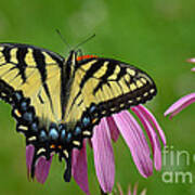 Eastern Tiger Swallowtail #3 Art Print