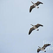 3 Flying Geese Art Print
