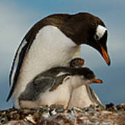 Gentoo Penguin With Young #3 Art Print