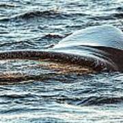 Humpback Whale Lobtailing #3 Art Print