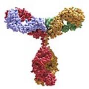 Immunoglobulin G Antibody Molecule #3 Art Print