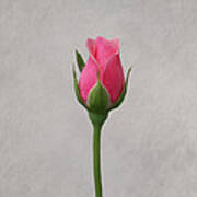 Pink Rosebud #3 Art Print