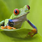Red-eyed Tree Frog Costa Rica #4 Art Print