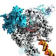 Rna Polymerase Ii Molecule #3 Art Print