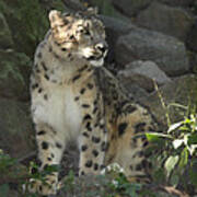 Snow Leopard On The Prowl Art Print