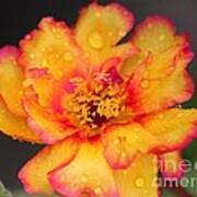 Sundial Portulaca #3 Art Print