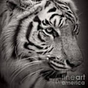 Tiger #3 Art Print