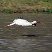 White Ibis In Flight Art Print