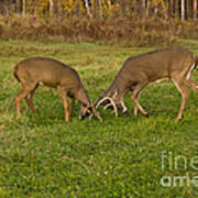 White-tailed Bucks In Fall #3 Art Print