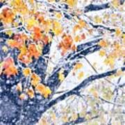 Winter In Autumn Art Print