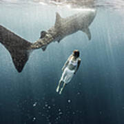 Woman Swimming With Whale Shark #3 Art Print