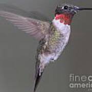 Ruby Throated Hummingbird #32 Art Print