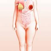 Female Breast Anatomy Image & Photo (Free Trial)