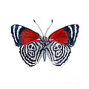 37 Diathria Clymena Butterfly Art Print