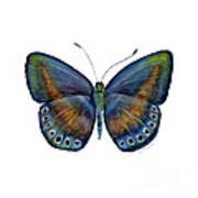 39 Mydanis Butterfly Art Print