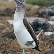 Blue-footed Booby Courtship Dance #4 Art Print