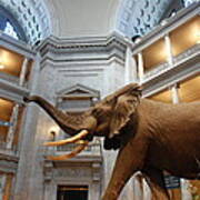 Bull Elephant In Natural History Rotunda Art Print