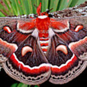 Cecropia Moth Hyalophora Cecropia #4 Art Print