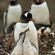 Gentoo Penguin With Young #4 Art Print