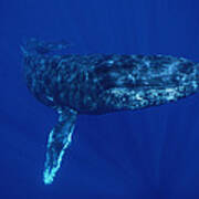 Humpback Whale Maui Hawaii #4 Art Print