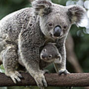 Koala Mother And Joey Australia #4 Art Print