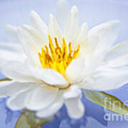 Lotus Flower 4 Art Print