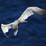 Northern Gannet In Flight Art Print