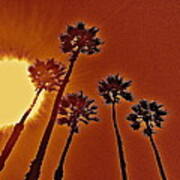 4 Palms N Sun Art Print