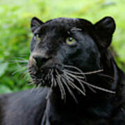 Panthere Noire Panthera Pardus Photograph By Gerard Lacz
