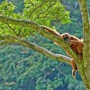 Sumatran Orangutan #4 Art Print