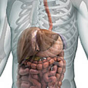 The Digestive System #4 Art Print
