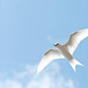 White Tern (gygis Alba Rothschildi #4 Art Print