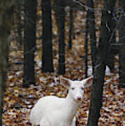 Albino White-tailed Deer #5 Art Print