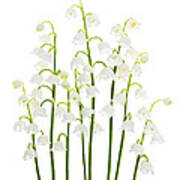 Lily-of-the-valley Flowers Arrangement Art Print