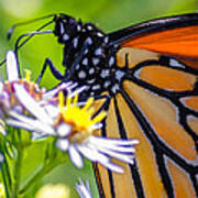 Monarch Butterfly #5 Art Print