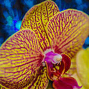 Orchid #5 Art Print