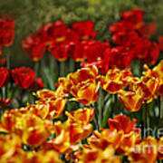 Red And Yellow Tulips #5 Art Print