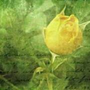 Yellow Rose #5 Art Print