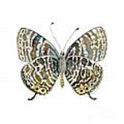 51 Lang's Short-tailed Blue Butterfly Art Print