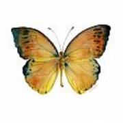 53 Leucippe Detanii Butterfly Art Print