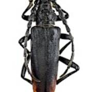 Longhorn Beetle #54 Art Print