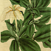 Botanical Print By Sir William Jackson Hooker #55 Art Print