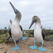 Blue-footed Booby Courtship Dance Art Print