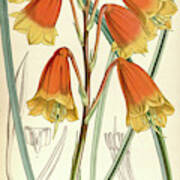 Botanical Print By Walter Hood Fitch 1817 – 1892 #6 Art Print
