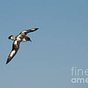 Cape Petrel #6 Art Print