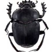 Dung Beetle #6 Art Print