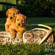 Golden Retriever Puppies #6 Art Print