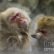 Japanese Macaques #6 Art Print